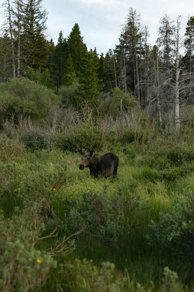 a young moose standing in the grass brush at lily lake in estes park